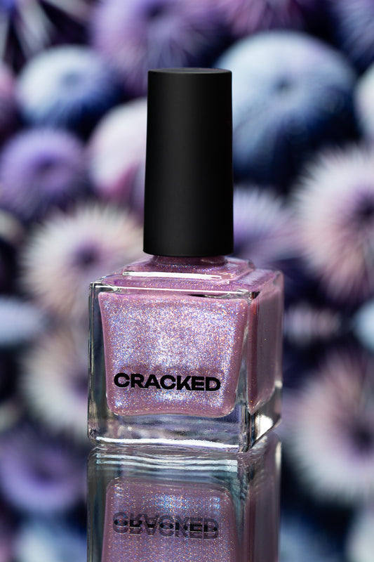 Sparkly Sea Urchin LBOH