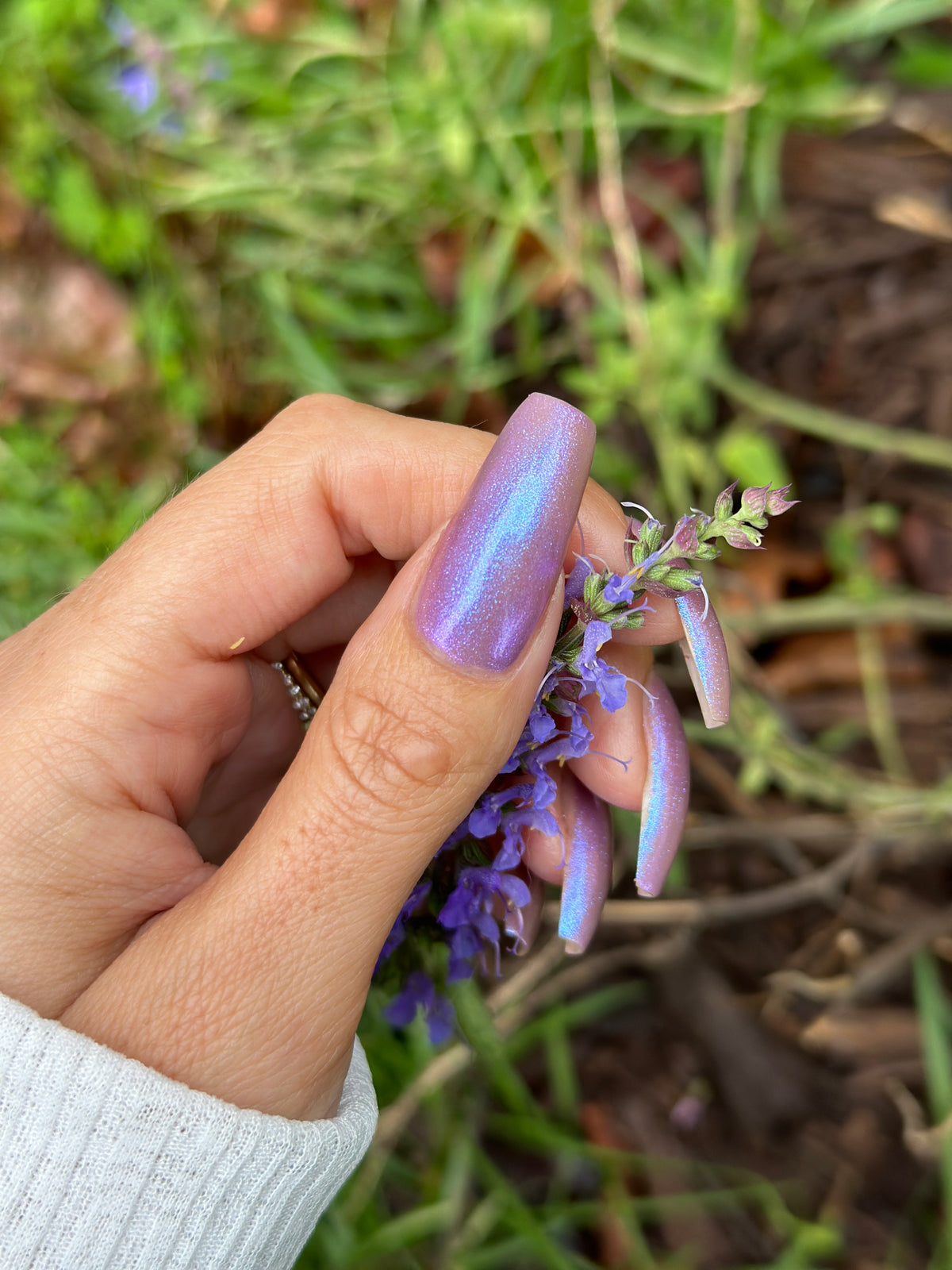 Amethyst Dart Frog